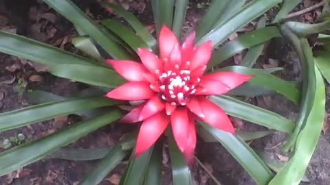 A bromélia é sempre linda, uma flor maravilhosa no jardim botânico! [Nature & Animals]