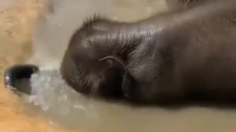 Baby elephant loves bath time 😍