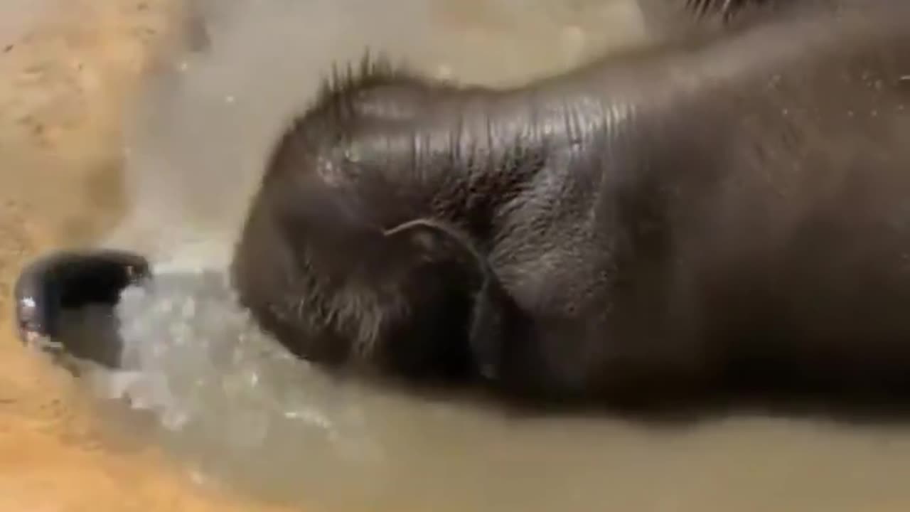 Baby elephant loves bath time 😍