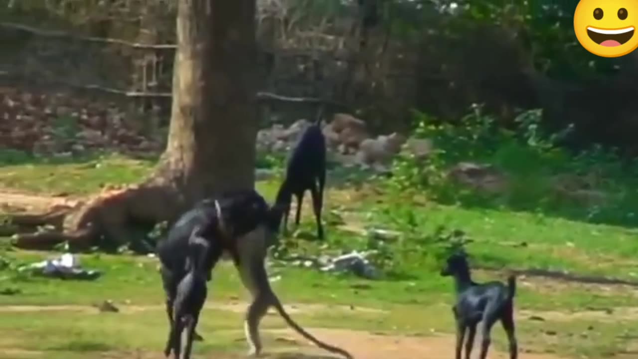 Monkey enjoying goat ride