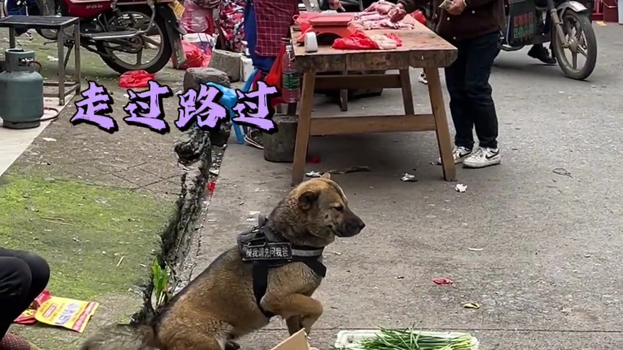 Dog funny video