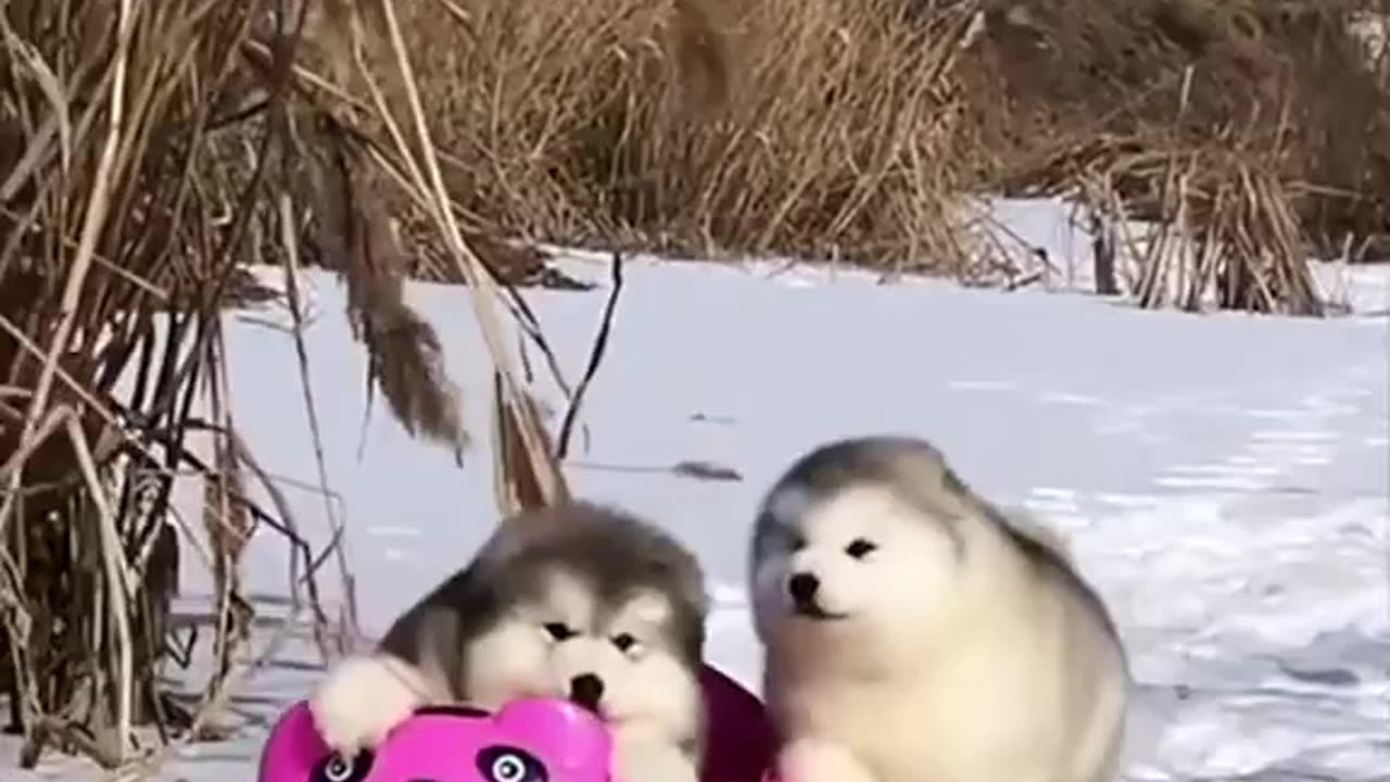 Adorable fat husky puppies