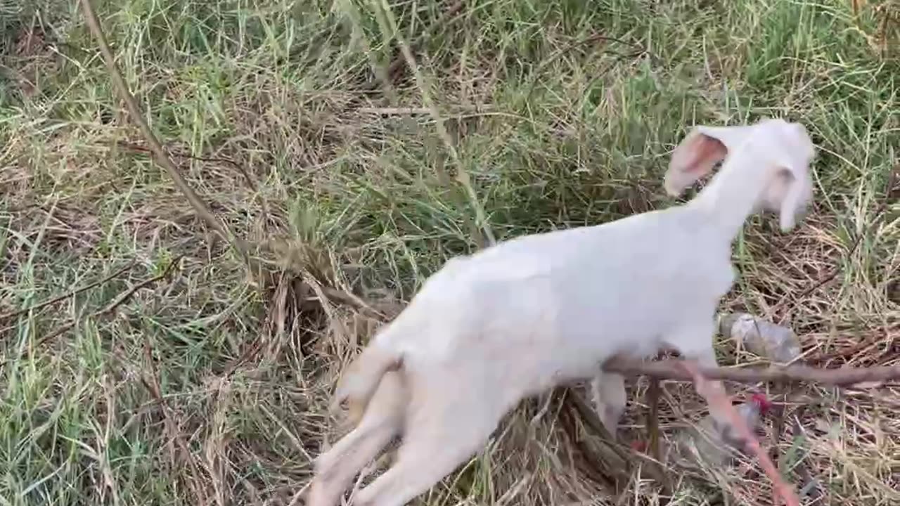 beautiful clip with cute goat3