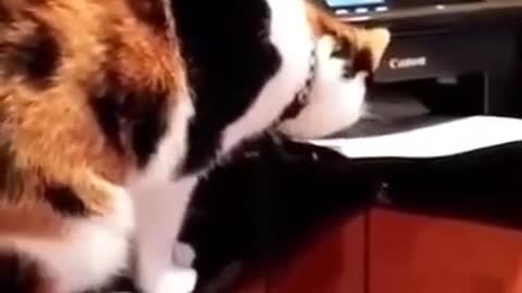 cuteanimals Printers cats funny falls