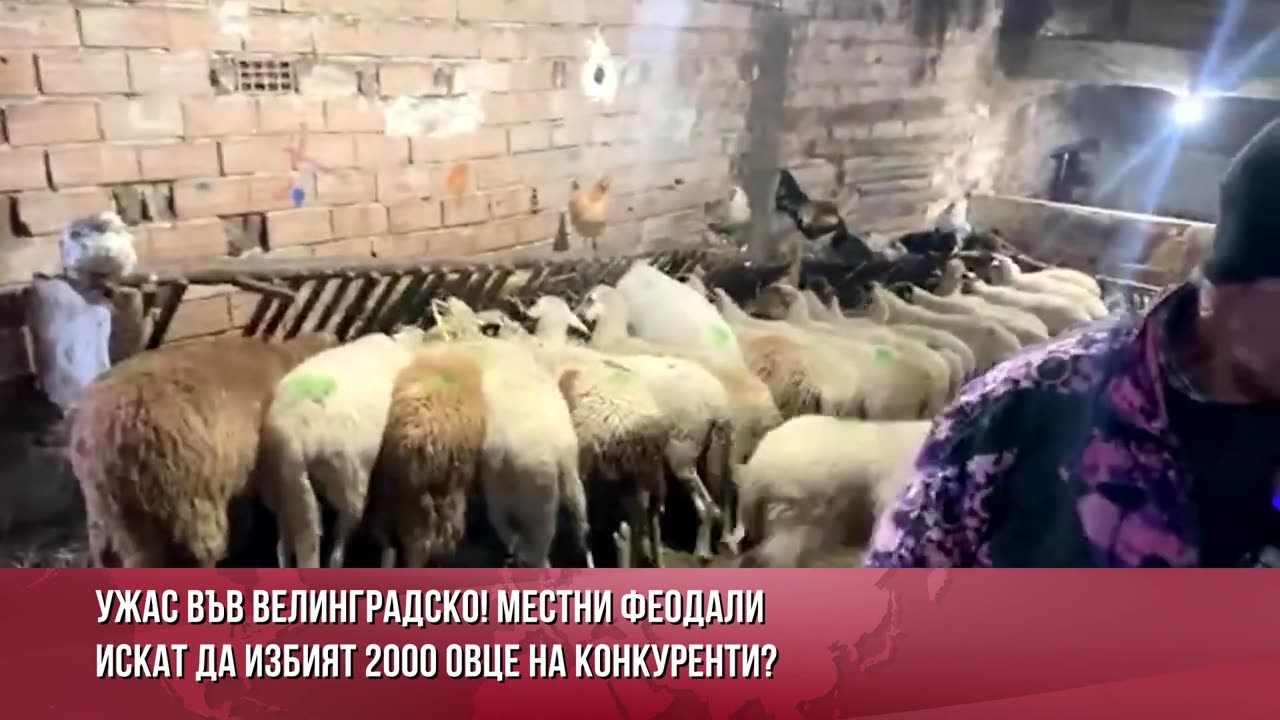 Ужас във Велинградско! Местни герберски феодали искат да избият 2000 овце на конкуренти!