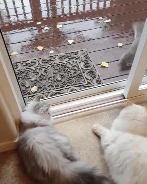 Amigable par de ardillas se acercan a gatos