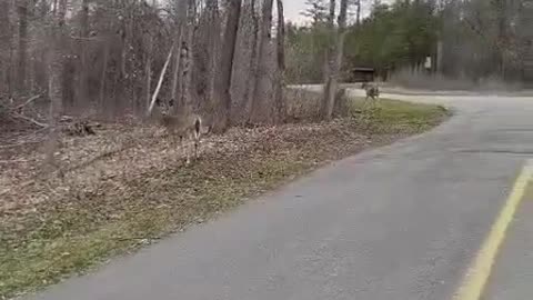 wild deer