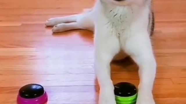Dog took