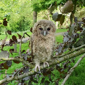 beauty full owl in the morning stand in a tree