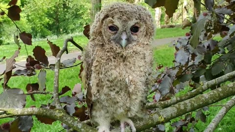 beauty full owl in the morning stand in a tree