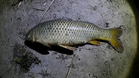 Night fishing for Carp at Austin Texas (28-inch carp)