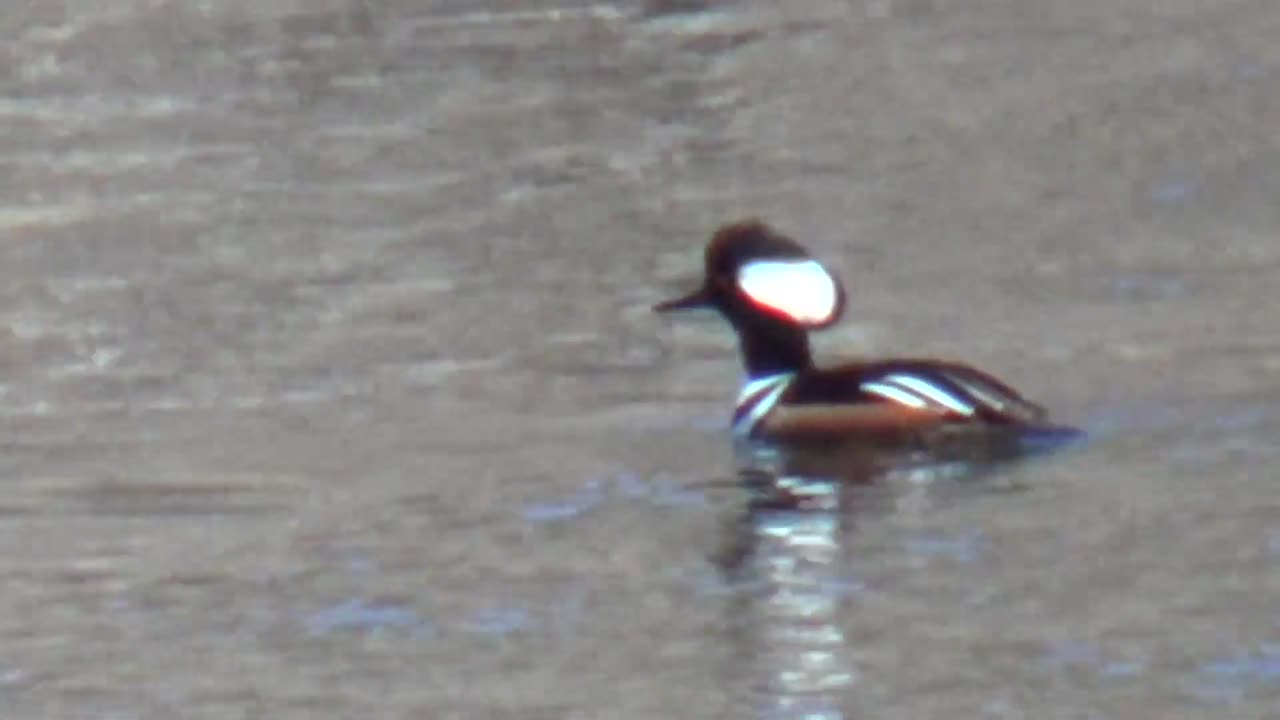 Hooded Merganser