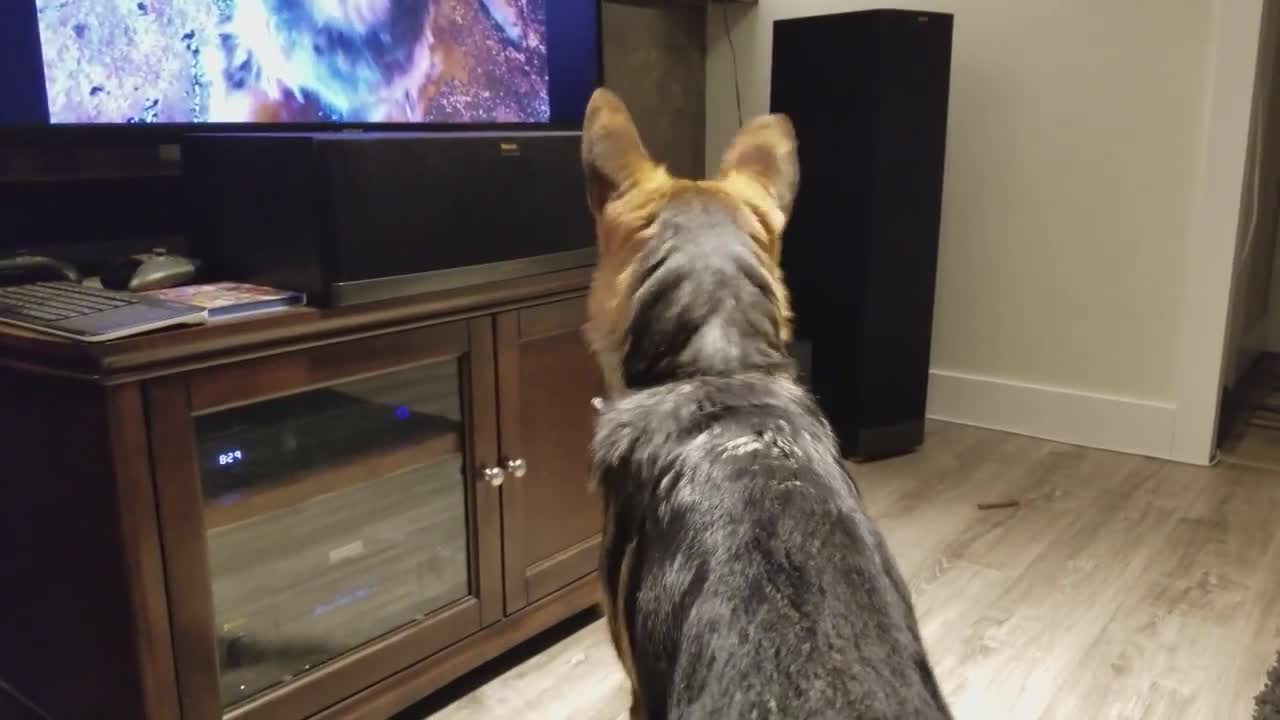German Shepherd Howling Challenge!
