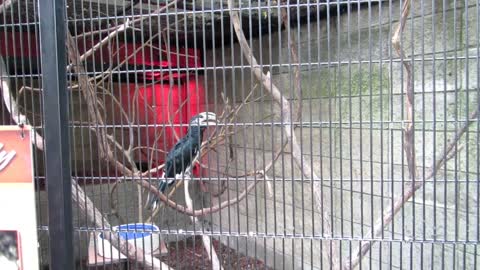 A Conversation With A Hornbill