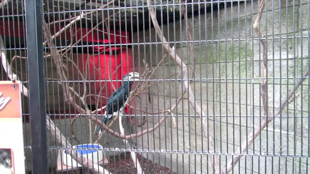 A Conversation With A Hornbill