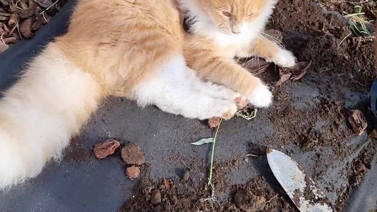 Mr. Mango Tries His Best At Gardening