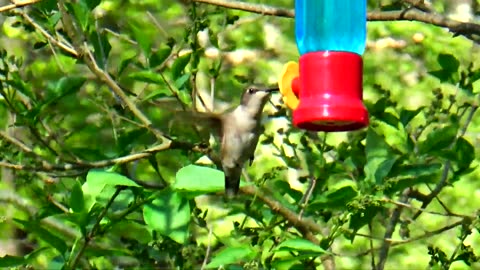 Hummingbird