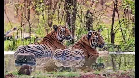 Indian state of Uttarakhand 314% increase in the number of tigers