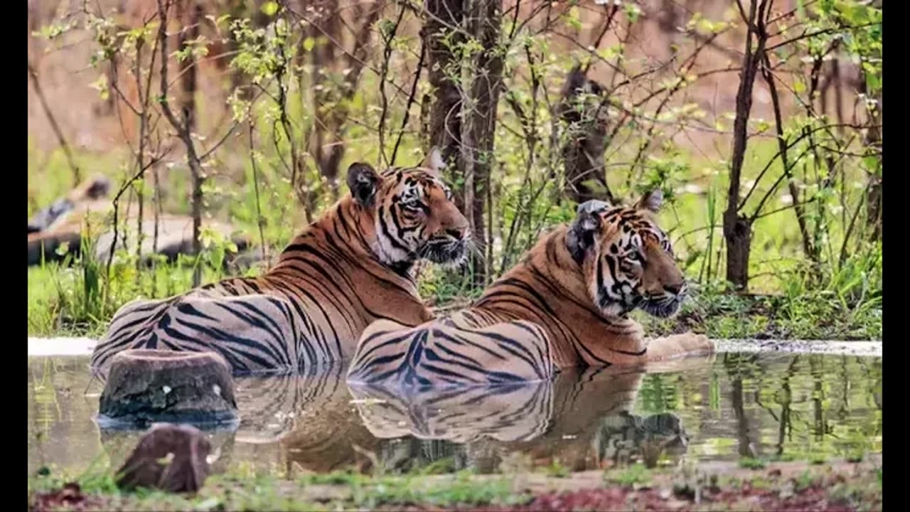 Indian state of Uttarakhand 314% increase in the number of tigers