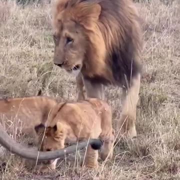 Lion King amazing interactions with the family