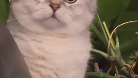 Cat videos - cute cat🐱 funny smile