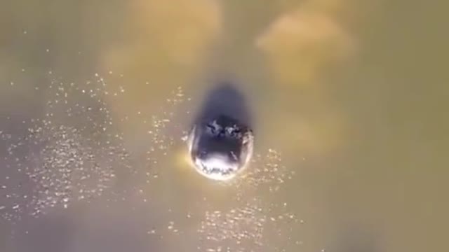 another one FISHING