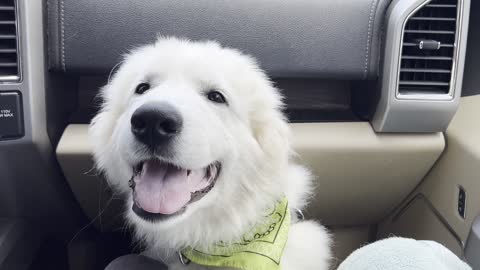 Arthur Goes To Town for His Last Parvovirus & Rabies Prevention! ❤️