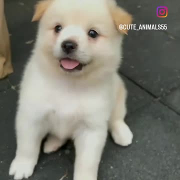 Cute puppy animal beautiful animals 🤩🤩🤗🤩