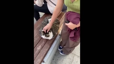 FUNNY CATS COMPILATION OF 2023