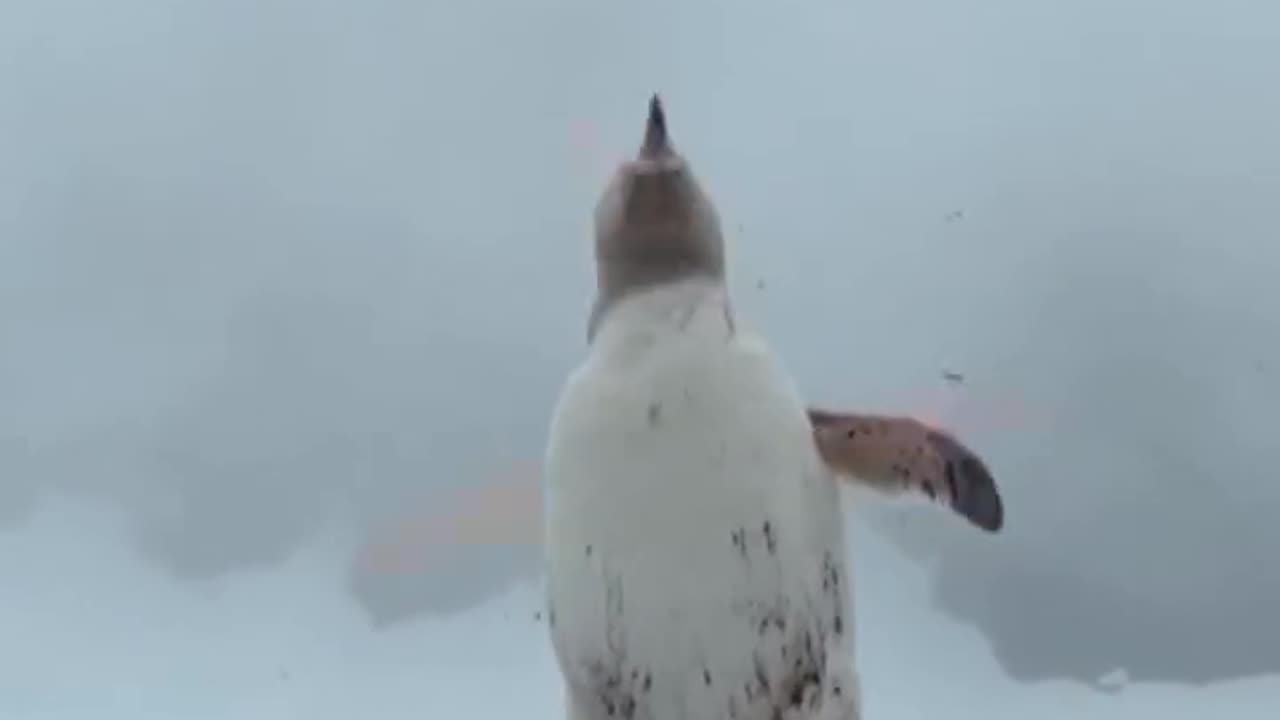 A rare white female penguin has been spotted among hundreds of gentoo penguins