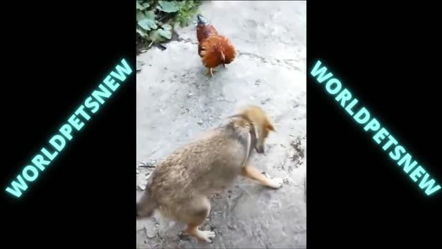 Chicken VS Dog