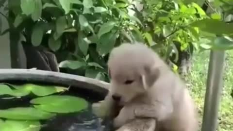 Cute baby animals Videos Compilation cutest moment of the animals - Cutest Puppies #2