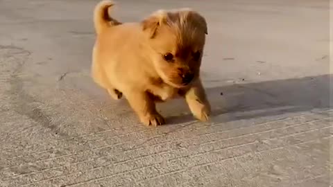 Cute Dog