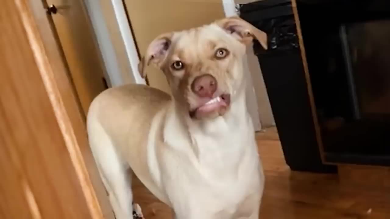 It's TIME for SUPER LAUGH! Funny Dog Videos