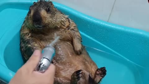 Delight in the Precious Moments of a Marmot Enjoying a Shower😍😍