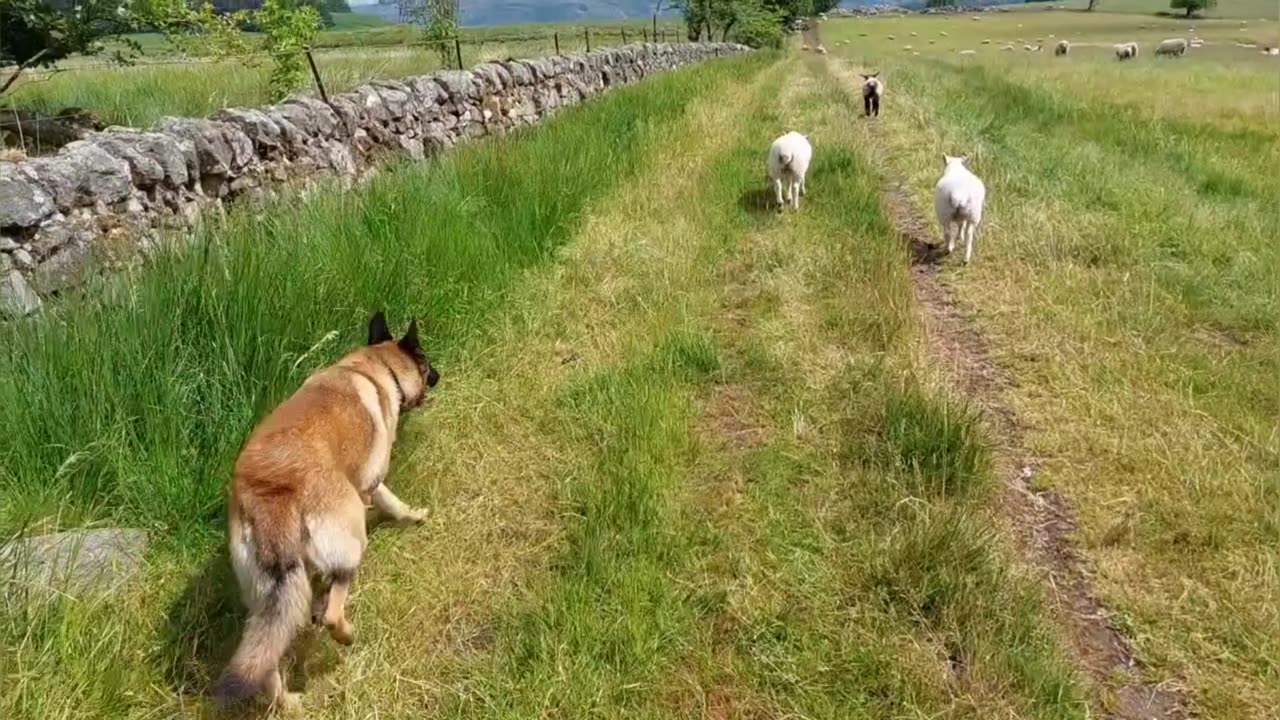 Belgian Malinois In Scotland - Field Full Of Sheep