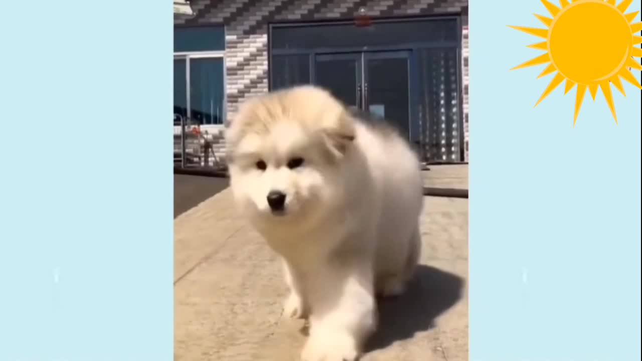 Funny Dog Videos𤣠Best Of The 2022 #1