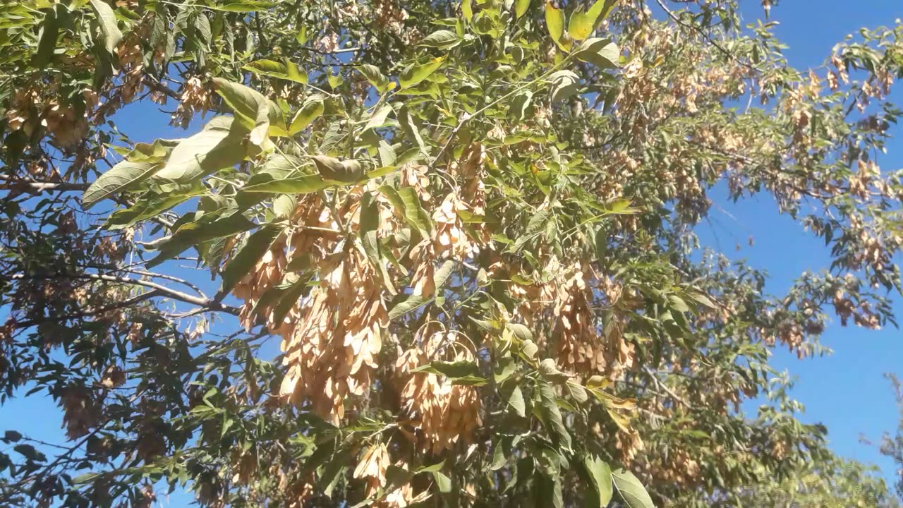 Autumn maple