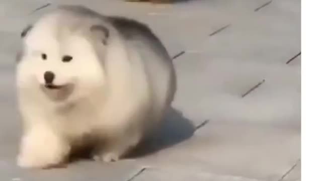 Cute Huskies Competing in Tokyo Olympics 2021 #shorts #TokyoOlympics #Animals #Funny