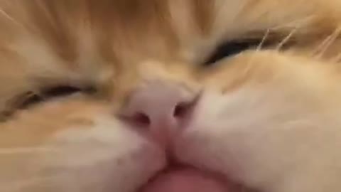 Cats love