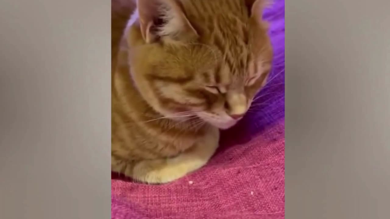 fuuny cat video