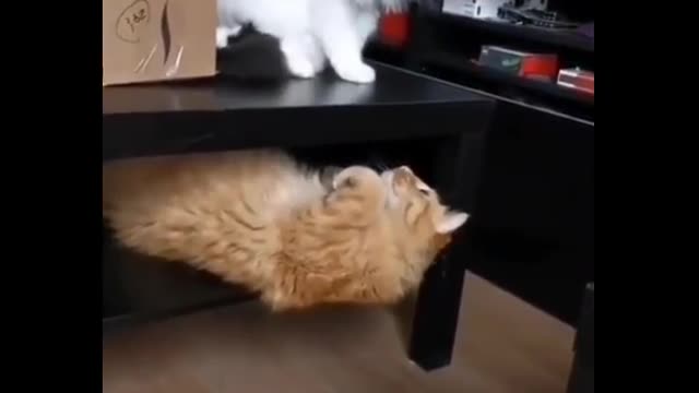 Cat Slapped Under The Table #shorts - link in the description