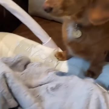 Big dog playing with baby