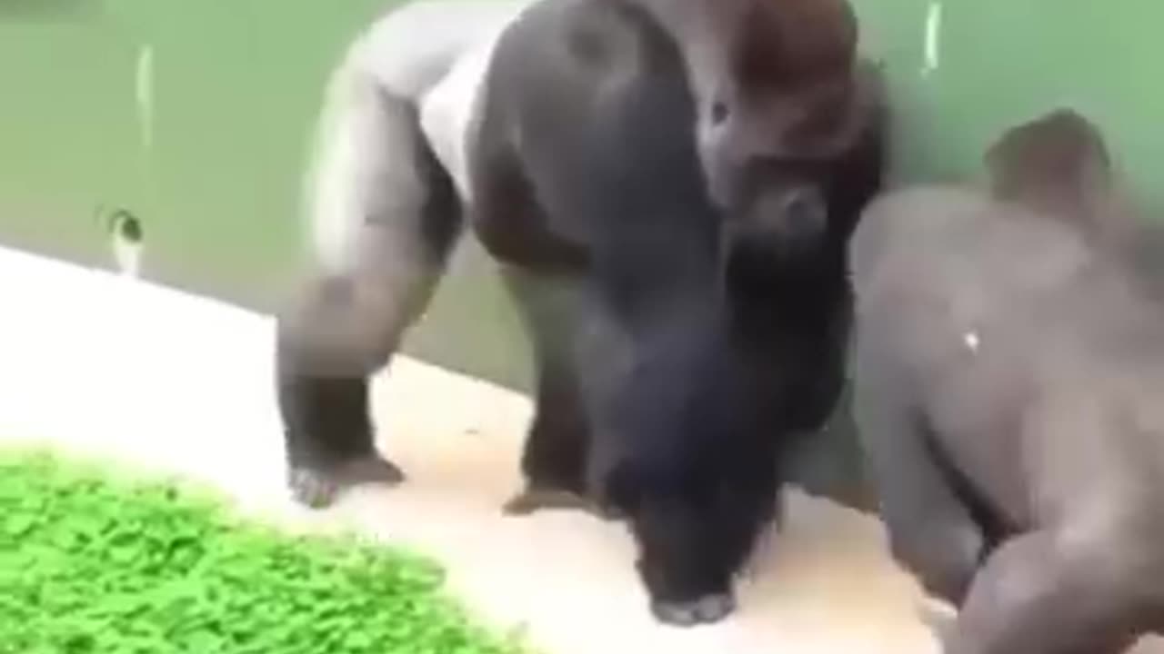 Monkey 🐒 funny video