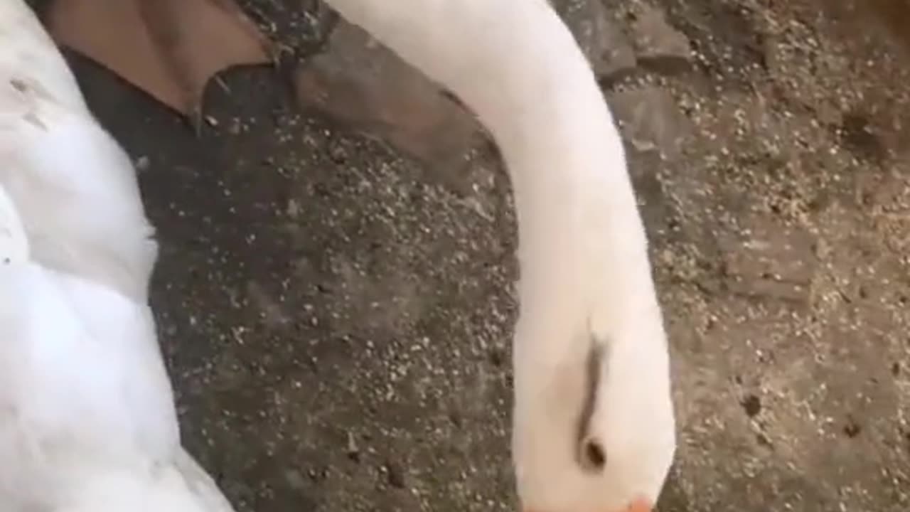 Funny video