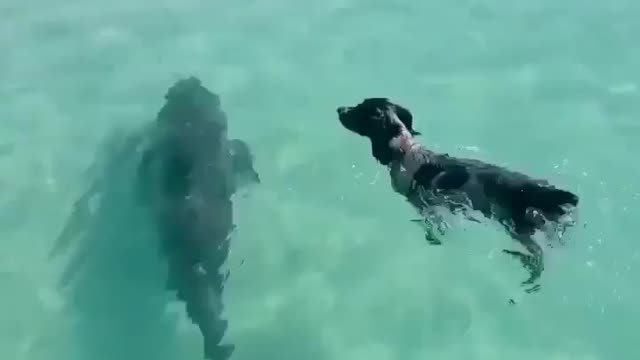 This is a beautiful and charming water-dwelling species