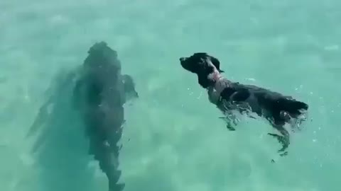 This is a beautiful and charming water-dwelling species