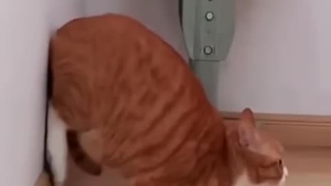 Funny Cats and Dogs Videos .