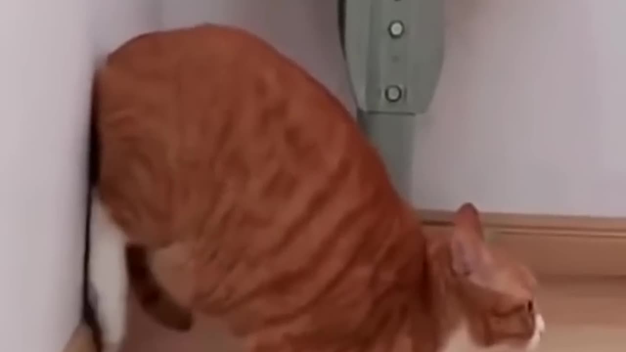 Funny Cats and Dogs Videos .
