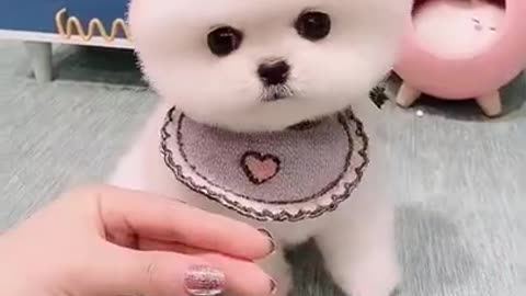 little puppy cute